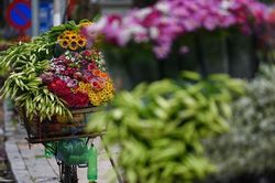 Dịu dàng hoa loa kèn tháng 4