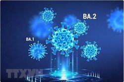 WHO bổ sung hai biến thể phụ mới của Omicron vào danh sách cần theo dõi