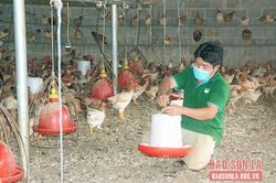 Thu nhập cao từ mô hình nuôi gà thả vườn