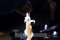 Mực nháy Cửa Lò nhảy tanh tách, vừa cập bến đã 'cháy' hàng