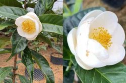 Bạch hải đường bỗng nhiên sốt giá đến tiền tỷ có gì đặc biệt?