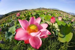 Không gian trưng bày tôn vinh 'Sen trong đời sống văn hóa Việt'
