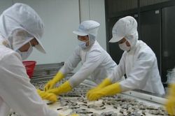 Xuất khẩu tôm sang Nhật bứt tốc sau 2 năm tăng trưởng âm