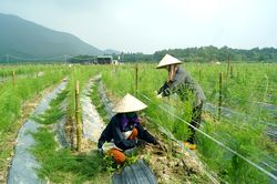 Chuyển đổi số: Cơ hội chuyển mình cho kinh tế tập thể
