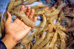 Xuất khẩu tôm Việt sang Nhật Bản dần khởi sắc trở lại