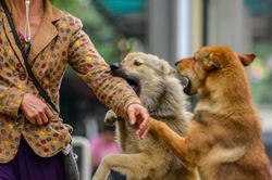 Gần 600 đội bắt chó thả rông ở Hà Nội hoạt động thế nào?