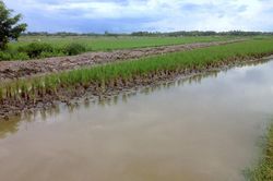Xác chết bất thường dưới vuông tôm ở Cà Mau