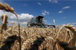 EU nói Nga nhắm vào lúa mì Ukraine khiến nguồn cung lương thực toàn cầu khủng hoảng trầm trọng
