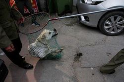 Nhiều quận ở Hà Nội chuẩn bị ra quân bắt chó thả rông