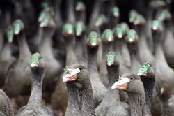Hungary phát hiện ổ dịch cúm gia cầm H5N1 tại trại nuôi ngỗng