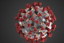 Cơ thể không sản sinh kháng thể chống SARS-CoV-2 sau khi nhiễm các chủng virus corona thông thường