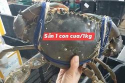 Cua biển 'siêu to khổng lồ' có giá cả triệu đồng/con được lùng mua