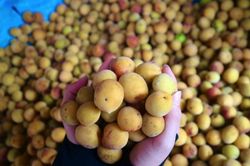Mơ vàng chùa Hương đắt khách đầu mùa, dân Hà Nội 'xếp hàng' chờ mua