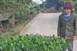 'Ngáo giá' bạch hải đường: Nguy cơ mất tiền oan