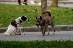 Hãi hùng chó to thả rông không rọ mõm gây nguy hiểm nơi công cộng