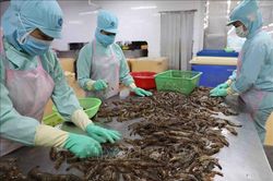 Xuất khẩu tôm dự báo sẽ tiếp đà tăng trưởng