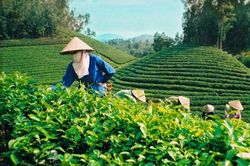 Đài Loan tăng nhập khẩu chè từ thị trường Việt Nam
