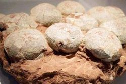 Lão nông đào được viên đá lạ đem bán 2000 đồng 1 viên, chuyên gia thốt lên: Tiếc đứt ruột!