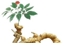 Quảng Nam: Hỗ trợ thử nghiệm thêm 2.000 cây sâm Ngọc Linh để mở rộng diện tích loài sâm quý