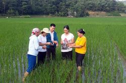 Hơn 200 ha lúa nhiễm bệnh bạc lá và đốm sọc