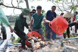 Phú Bình: Đặt mục tiêu có 3 sản phẩm từ cá rô phi đạt OCOP
