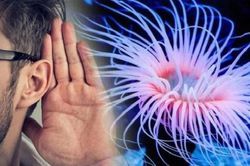 Phát hiện liên hệ gây sốc giữa con người và quái vật biết mọc lại đầu
