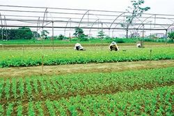 Phát huy thế mạnh nông nghiệp đô thị