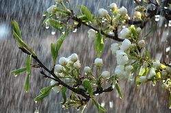Chữ và nghĩa: Mưa trái mùa