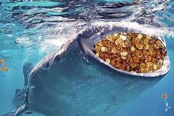 Bitcoin vượt ngưỡng 41.000 USD khi cá voi mua dip số lượng lớn