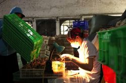 'Chuyên gia' soi giới tính gà kiếm tiền triệu mỗi ngày
