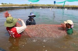 Kiên Giang phát triển mạnh nuôi tôm nước lợ