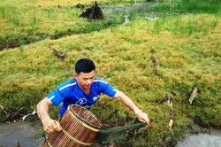 Lội suối Tây Nguyên đơm xúc thứ cá suối 'lung tung' này về gói vào lá rừng nướng củi, mở ra thơm khắp nhà