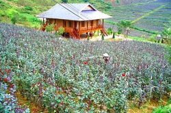 Lào Cai xử phạt hành chính một người dân 100 triệu đồng do sử dụng trái phép đất bị thu hồi
