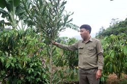 Di Linh: Nâng cao độ che phủ rừng bằng việc trồng xen cây lâm nghiệp