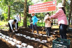 Bảo Lộc: Trồng thử nghiệm 10.000 phôi nấm linh chi dược liệu