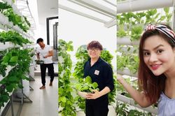 3 vườn rau thủy canh độc đáo trên sân thượng nhà sao Việt