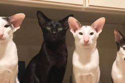 Vẻ ngoài kỳ lạ của chú mèo giống với yêu tinh Dobby trong phim Harry Potter