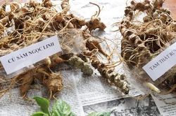 Hình ảnh minh chứng sống động cho sâm Ngọc Linh thật