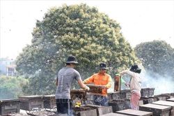 Hưng Yên: Nhộn nhịp mùa thu hoạch mật ong hoa nhãn
