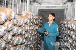 Những người trẻ làm nông nghiệp sạch