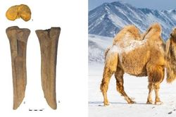 Bằng chứng gây sốc về 'quái vật' khủng sống ở sa mạc Gobi