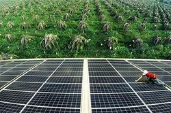 Thí điểm mô hình điện mặt trời kết hợp nông nghiệp
