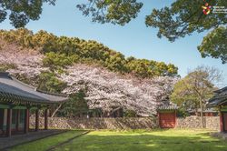 Những ngày mùa Xuân rực rỡ trên đảo Jeju