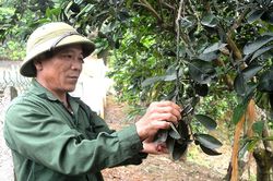 Người Dao làm kinh tế giỏi