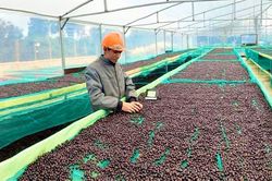 Tín hiệu tích cực từ xuất khẩu nông sản