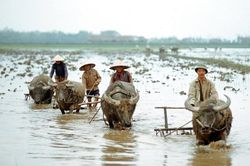 Cuộc sống ở miền Bắc Việt Nam năm 1973 qua ống kính quốc tế