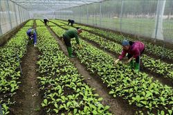 Hà Nội cần trợ lực cho phát triển nông nghiệp hữu cơ