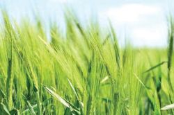 Bón phân cho lúa bằng vi khuẩn chuyển gene