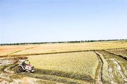 Hỗ trợ người dân để triển khai sản xuất vụ hè thu sớm