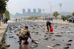 Bí ẩn không lời giải về thành phố 'mưa cá' hàng năm